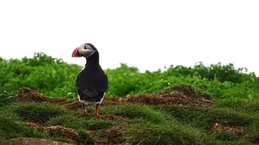 Atlantic puffin - Iceland