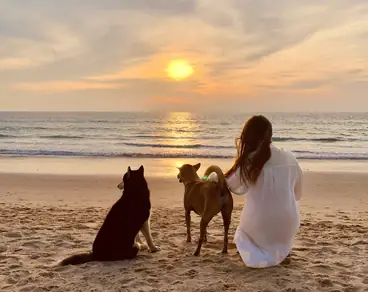 dogs meet sunset on teh beach